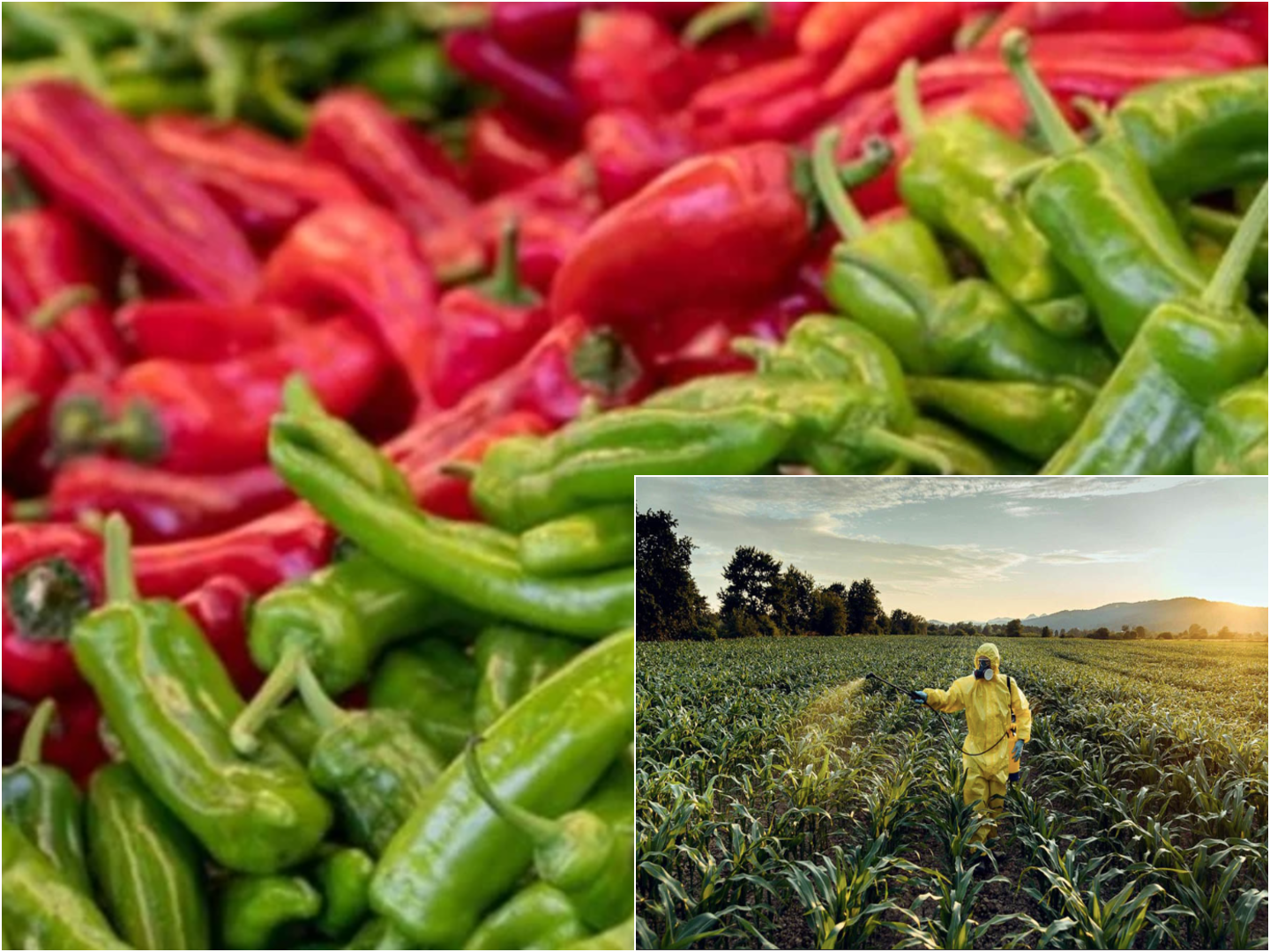 Türkiye’nin pestisit karnesi 2025’te de zayıf!